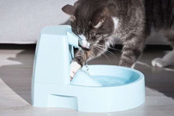 chat gris qui boit dans une fontaine à eau bleue