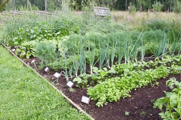 un beau potager bien entretenu et riche