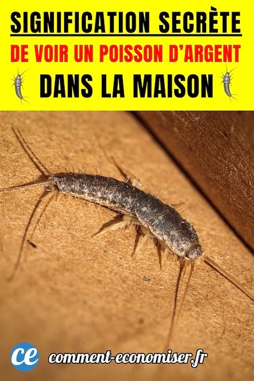 un poisson d'argent dans une maison