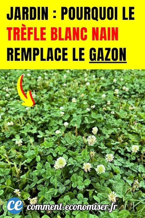 du tr&egrave;fle blanc nain pour remplacer le gazon dans le jardin