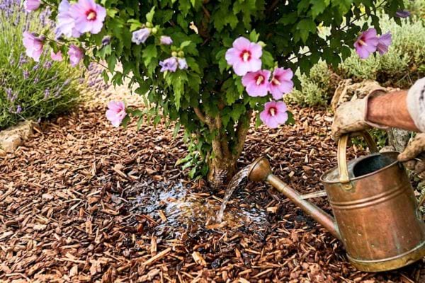 arrosage d'un althéa en fleur rose avec du paillis