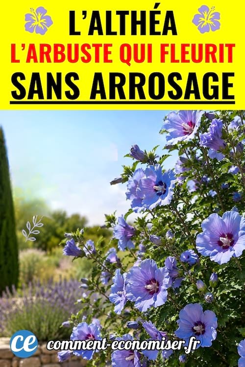 La plante althéa qui fleurit sans arrosage