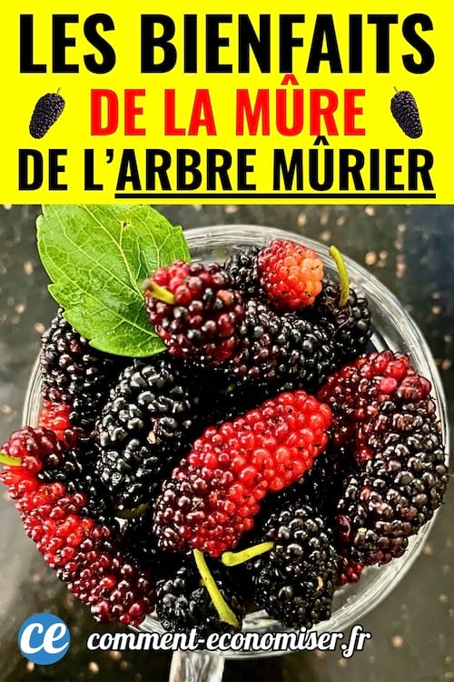 Des muriers dans un bol qui ont des bienfaits pour la vue et la tension