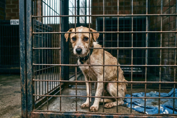 un petit chien très amaigri au regard triste, assis seul dans une cage de fourrière métallique