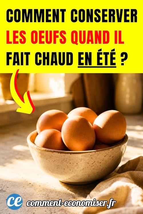 Des oeufs sous le soleil en été