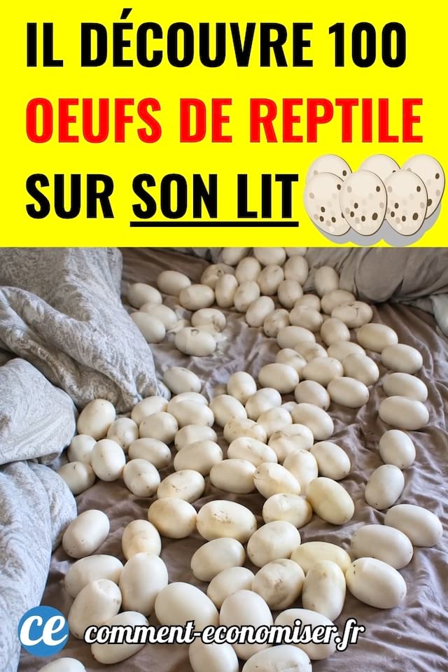 des oeufs sur un lit