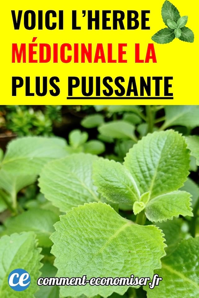 de l'origan en gros plan qui soigne