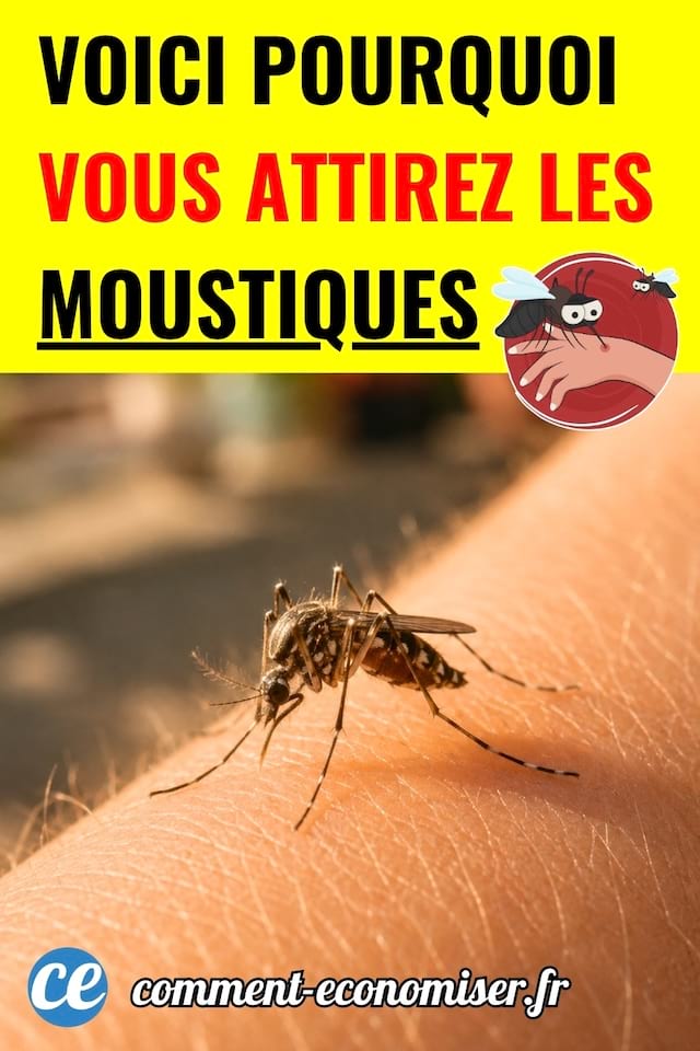 Un moustique sur la peau