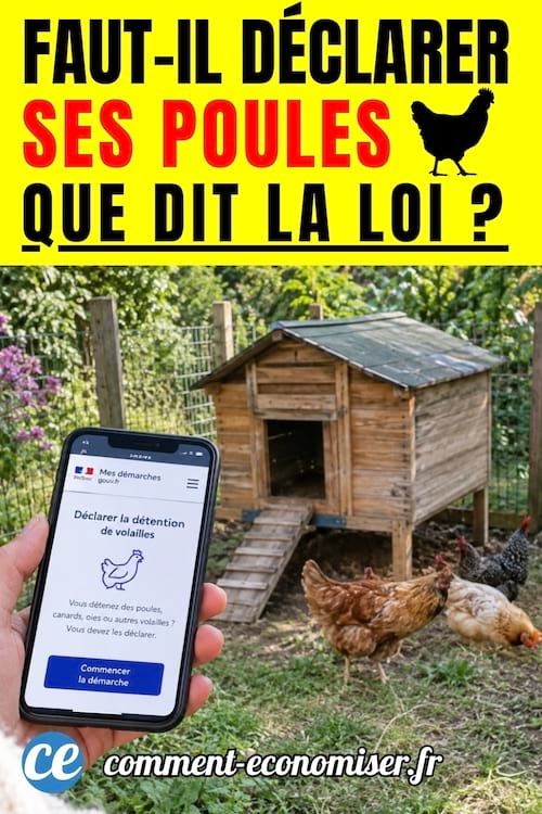 Des poules dans le jardin qu'il faut déclarer sur internet