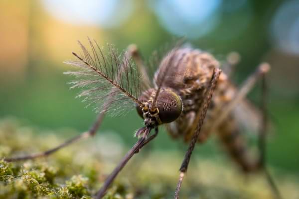 un moustique vu de tr&egrave;s pr&egrave;s en macrophotographie, mettant en &eacute;vidence la complexit&eacute; de ses antennes plumeuses