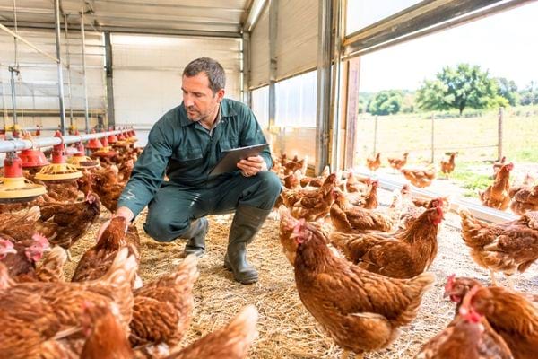 agriculteur qui prend soin de ses poules