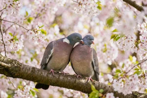 Deux pigeons ramiers perchés côte à côte sur une branche d'arbre