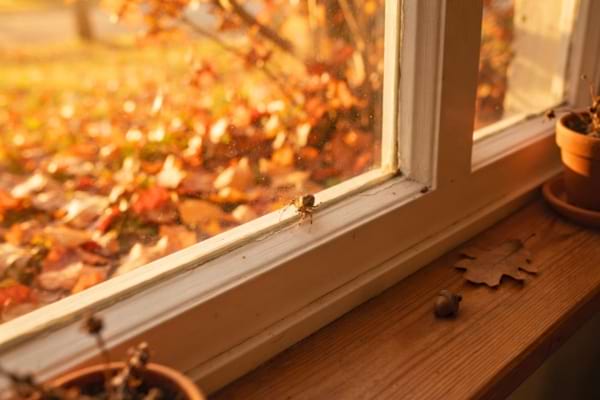 Une petite araignée discrète marche sur le bord intérieur de la vitre
