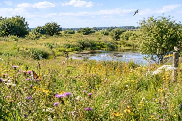 paysage qui revient à la nature après arrêt culture intensive