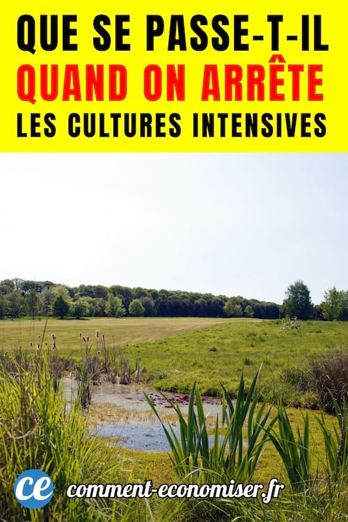 des champs qui retournent à l'état sauvage avec un plan d'eau et une forêt en arrière plan