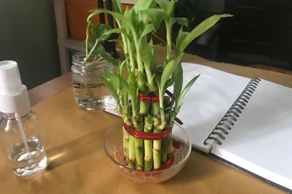 Tiges de bambou attachées et cultivées dans un bol en verre rempli d’eau.