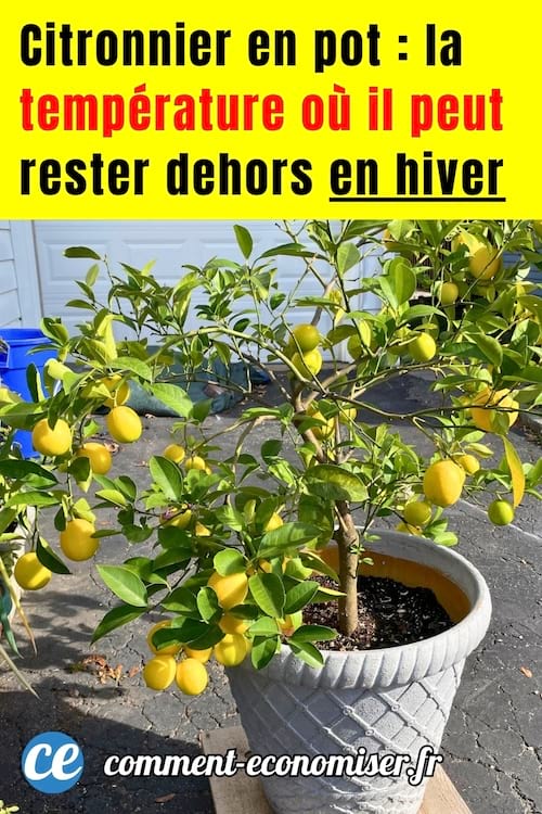 Un citronnier en pot qui est dehors en hiver