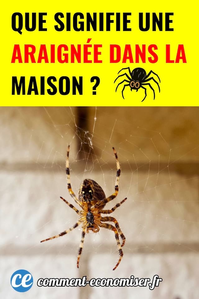 Une araignée suspendue à sa toile
