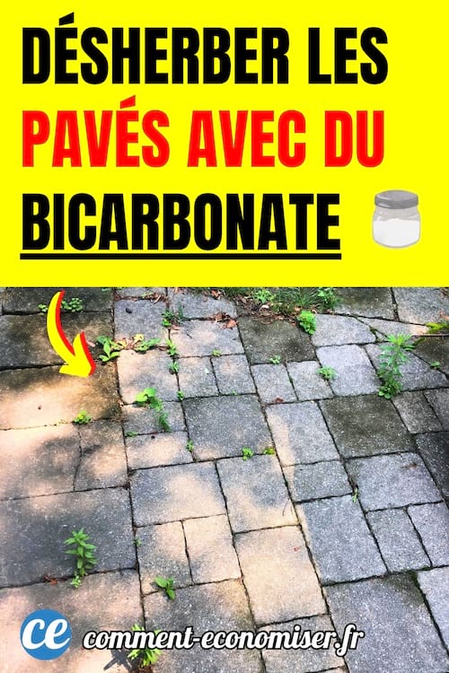 des pav&eacute;s avec des mauvaises herbes qui poussent