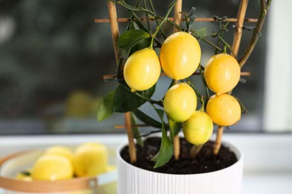 citronnier en pot bllanc