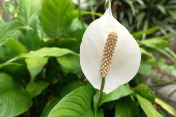 Fleur blanche de spathiphyllum entourée de feuilles vertes.
