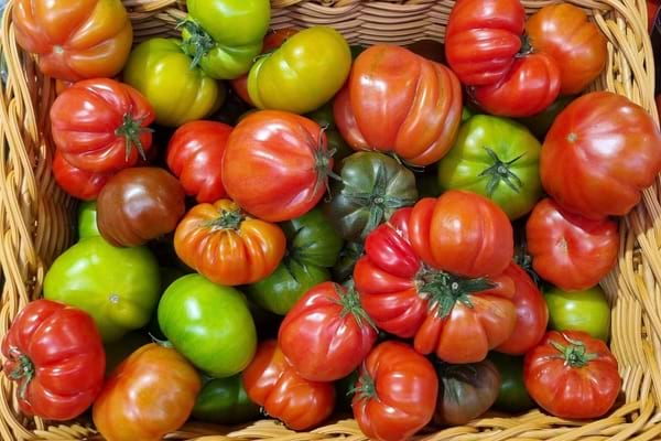 Panier rempli de tomates anciennes rouges, vertes et jaunes fraîchement récoltées.