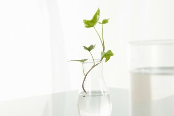 Lierre aux tiges fines qui pousse dans un vase en verre transparent.