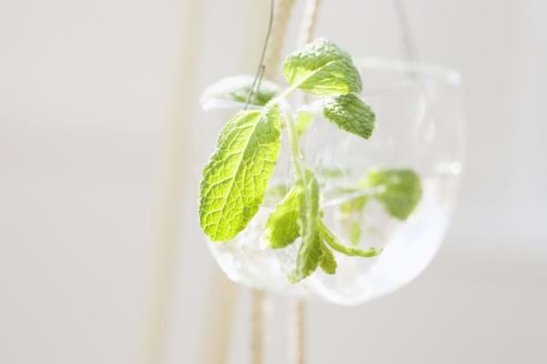 Gros plan sur les feuilles vertes d’une menthe cultivée dans l’eau.