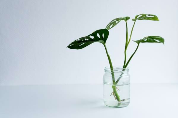Bouture de pothos aux feuilles vertes dans un petit bocal en verre rempli d’eau.