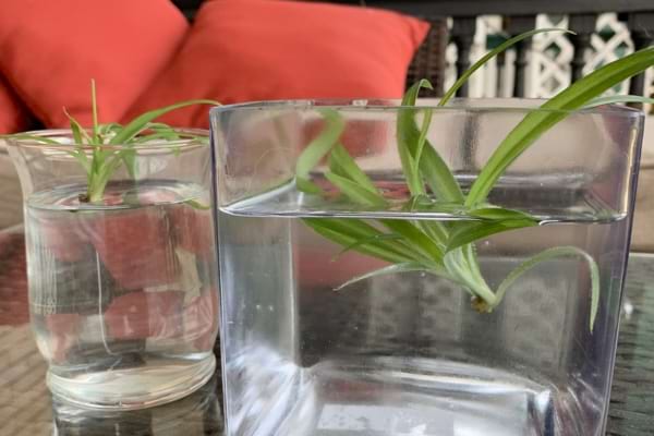 Boutures de plantes vertes dans des récipients en verre remplis d’eau.