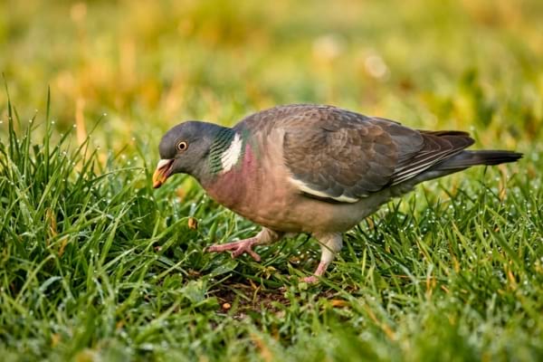 Un pigeon ramier marchant dans une herbe verte et grasse, en train de picorer une petite graine