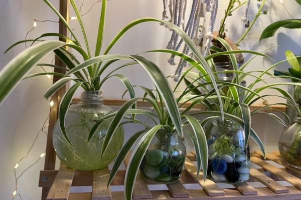 Boutures de plante araignée ans des récipients en verre remplis d’eau avec des galets