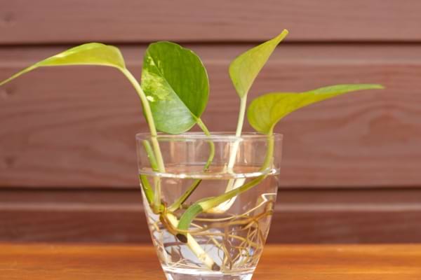 Boutures de pothos avec des racines visibles dans un verre d’eau.