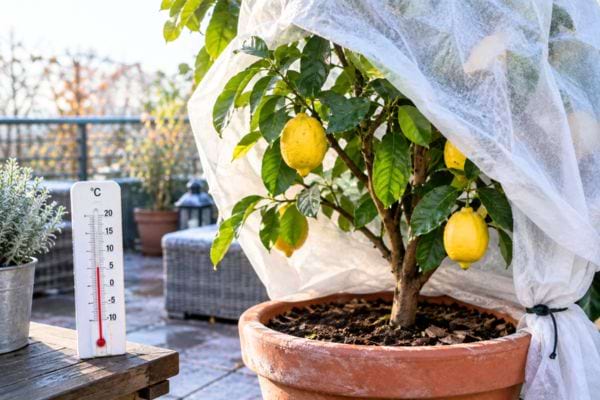 citronnier en pot prot&eacute;g&eacute; par un voile en hiver sur la terrasse