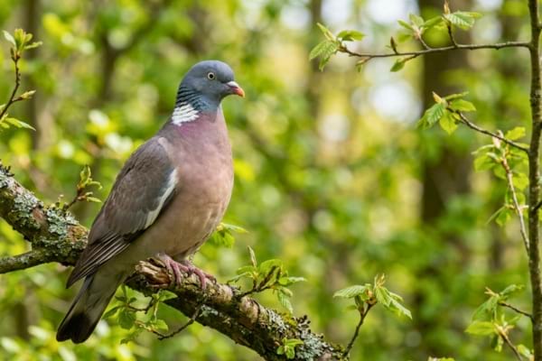 'un pigeon ramier adulte posé sur une branche d'arbre au printemps