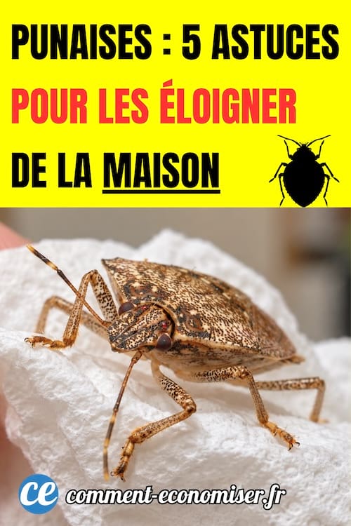 astuces pour &eacute;loigner une punaise sur un papier essuie tout froiss&eacute; tenu par une main