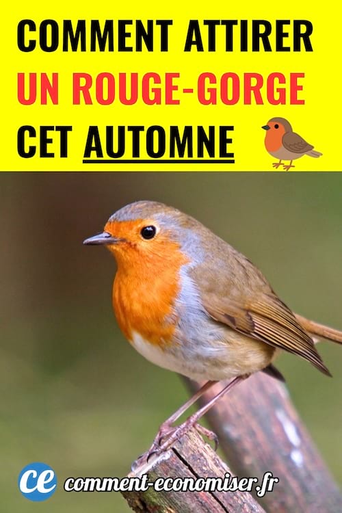 un rouge-gorge adulte posé sur un morceau de bois dans un jardin