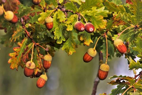 Des branches avec des petits glands