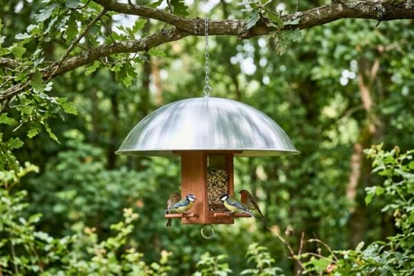 une mangeoire &agrave; oiseaux suspendue &agrave; une branche, &eacute;quip&eacute;e d'un grand d&ocirc;me m&eacute;tallique