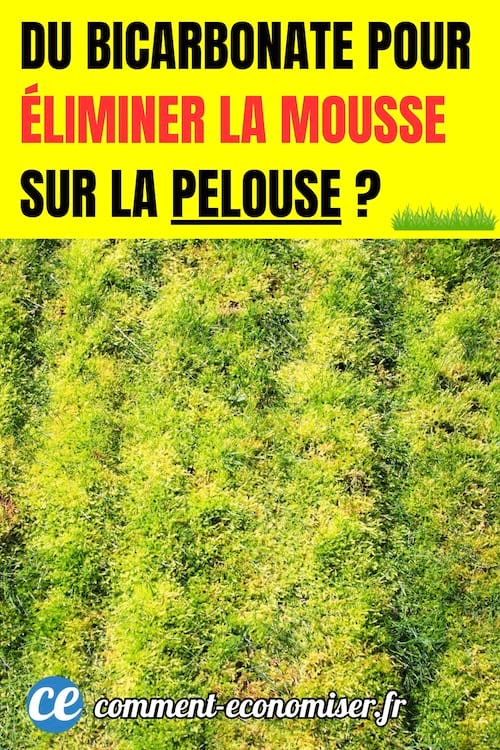 une pelouse verte qui tire sur le jaune avec plein de mousse