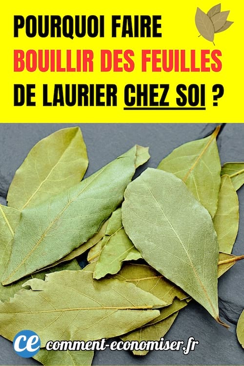 des feuilles de laurier s&eacute;ch&eacute;es pos&eacute;es sur un support sombre