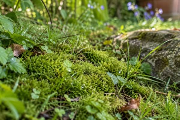 Gros plan sur une mousse verte et humide poussant naturellement dans un coin ombragé du jardin