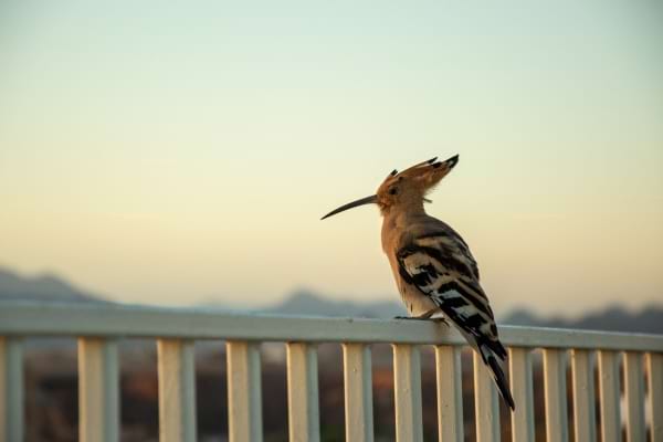 Huppe fasciée perchée sur une rambarde au coucher du soleil