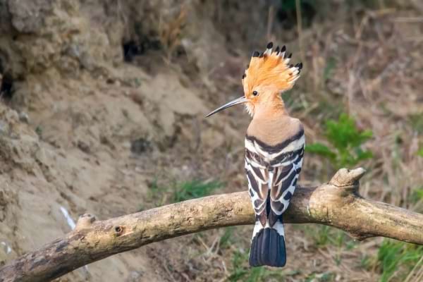 Huppe fasciée perchée sur une branche avec sa crête dressée