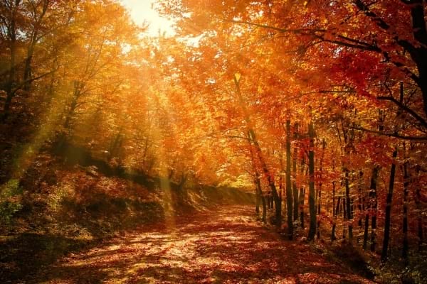 paysage d'automne avec des rayons de soleil qui filtrent entre les branches d'arbres dans une forêt