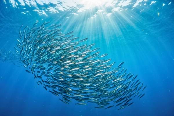 un banc de sardines nageant dans un océan bleu clair et lumineux