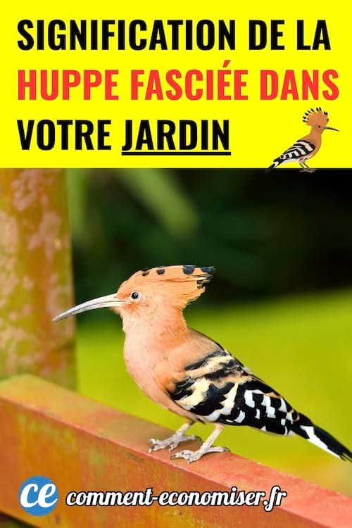 une huppe fasciée posée sur une barrière dans un jardin