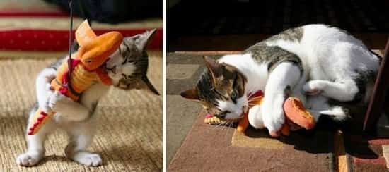 chat qui joue avec son jouet