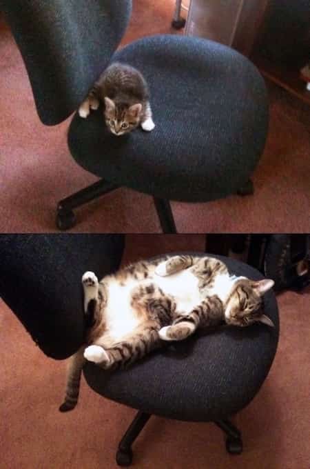 chat sur une chaise de bureau