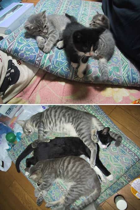 3 chats sur un coussin